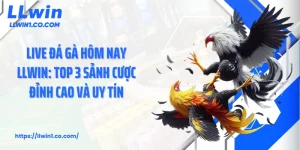 Live Đá Gà Hôm Nay LLwin: Top 3 Sảnh Cược Đỉnh Cao Và Uy Tín