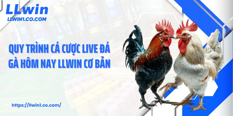 Quy trình cá cược live đá gà hôm nay LLwin cơ bản