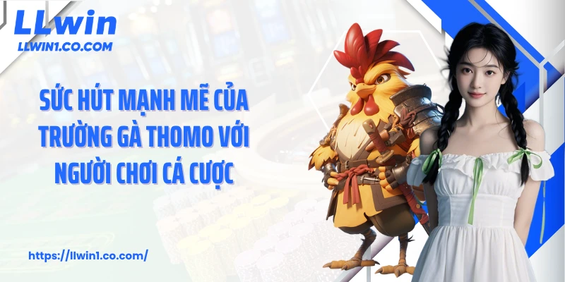 Sức hút mạnh mẽ của trường gà Thomo với người chơi cá cược
